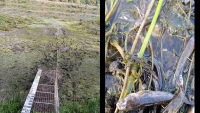Alert on the Dniester: The water level has dropped considerably in northern Moldova. Images from Naslavcea with fish trying to survive