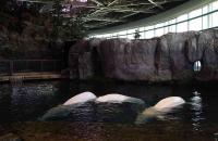 Multiple belugas have died at Shedd Aquarium since dramatic rescue from Canada: Activists say transfers happened too quickly