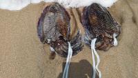 Oman exported squid worth over OMR4.4mn to 19 countries