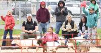 Brisk winds don't deter Central Washington State Fair fans - or stop racing farm animals