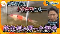 Flooding Devastates Koi Farm in Chiba, Leaving 100,000 Fish Lost