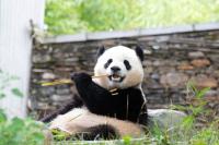 Two Giant Pandas Arrive in Atlanta From China for 10-Year Zoo Stay