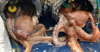 Galicia coast guard seizes more than 400 illegal fishing gear and 150 kilos of seafood