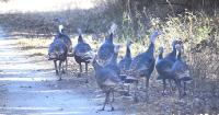 OSU research tracks turkey populations to improve wildlife management