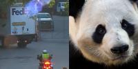 Pandas arrive at Zoo Atlanta | What to know about Ping Ping and Fu Shuang