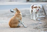 WATCH: Kuwait cautions against stray dogs after two injured in separate attacks