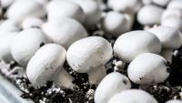 Irish mushroom sector stable despite fewer growers – DAFM