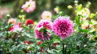 Gardeners urged to do 1 dahlia task now for longer autumn blooms