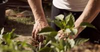 Cornell Cooperative Extension announces fall gardening programs