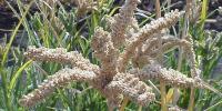 In Africa, Changing the Crops Without Changing the System Is Not Good Enough