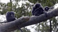 Dublin Zoo welcomes birth of endangered species in conservation milestone