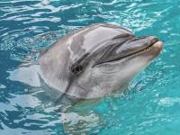Fifth death of a cetacean transferred from Marineland Canada: dolphin Echo dies at the Oceanogràfic in Valencia