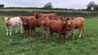 Organic heifer show and sale set for Gort Mart next week