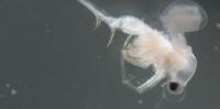 One of Canada’s worst invasive species may have arrived naturally