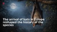 The arrival of bats in Europe reshaped the history of the species
