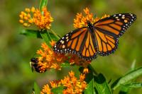 Wisconsin inmates raise monarch butterflies behind bars, helping a species in decline