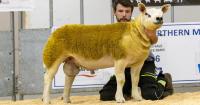 Milnbank Texels leads multi-breed ram sale at Thainstone selling to 6000gns