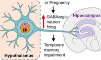 Baby brain IS real, scientists say - as they discover how high hormone levels disrupt brain memory circuits