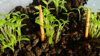 Gardeners Are Putting Toothpicks In Their Soil — And The Reason Is Surprisingly Smart
