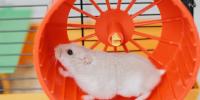 The U.S. economy is running hot and stuck on a hamster wheel as GDP growth must outpace borrowing costs—or else get sucked into a debt spiral 