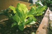 Tesco commits £20m to Bramble fund to drive UK food sector innovation