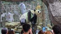 Chinese Pandas Arrive At Zoo Atlanta