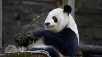 Giant pandas sent by China arrive in Atlanta