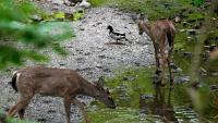 Are Ohio's urban deer populations a nuisance or a danger?