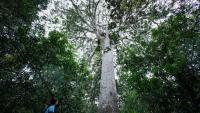 Wild encounters in New Caledonia’s untamed Blue River Park