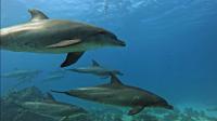 In The '60s, A Woman Lived In A Flooded House With A Dolphin. Here's Why