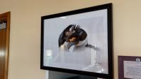 Falklands Conservation Set To Hold Annual Art Auction