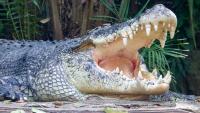 Canoers Come Face-to-Face With a Massive Crocodile in Zimbabwe