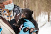 Wisconsin’s black bears and the Milwaukee Brewers