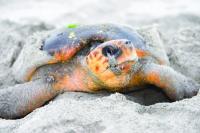 'Together to Protect Turtles' to conserve biodiversity