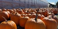 Over 12,000 Pumpkins on Display at Lester’s Farm, Despite Challenging Year