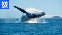 Forty years after whaling was banned, threats remain