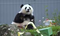 China Sends Two Giant Pandas to Atlanta Zoo