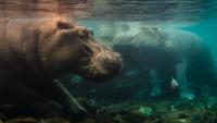 Nat Geo Kicks Off New Multi-Year Doc Franchise With ‘Africa Earth's Wild Home’
