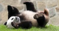 China's Cutest Diplomats Just Landed in Atlanta
