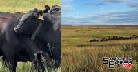 Adaptive grazing field day explores virtual fencing at McGinn Ranch