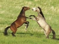 History: Wild Horses in the West