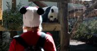 Panda-monium returning to Atlanta as China’s fuzzy ambassadors arrive