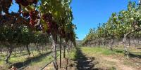 How Verde Valley winemakers turn extreme desert heat into world-class bottles