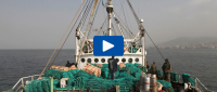 ISS Clips: Why sustainable aquaculture matters for Africa's blue economy