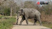 Elephant smuggled from Nepal, trail points to NGO in leopard poaching probe