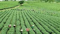 Africa Pushes for New Agric Finance Model, Local Processing