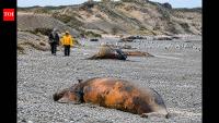 Bacteria suspected in deaths of hundreds of baby whales off Argentina as calf deaths rise in Patagonia