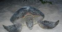 Council calls for sea turtle review, step towards cultural harvests