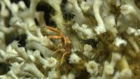 How Are Corals Affected By Chemicals From The Aquaculture Industry?