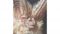 Family tree: New study illuminates bats' murky origins
